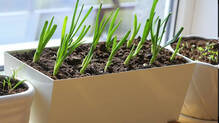 onion-cultivation