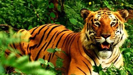 tiger.1.3969468