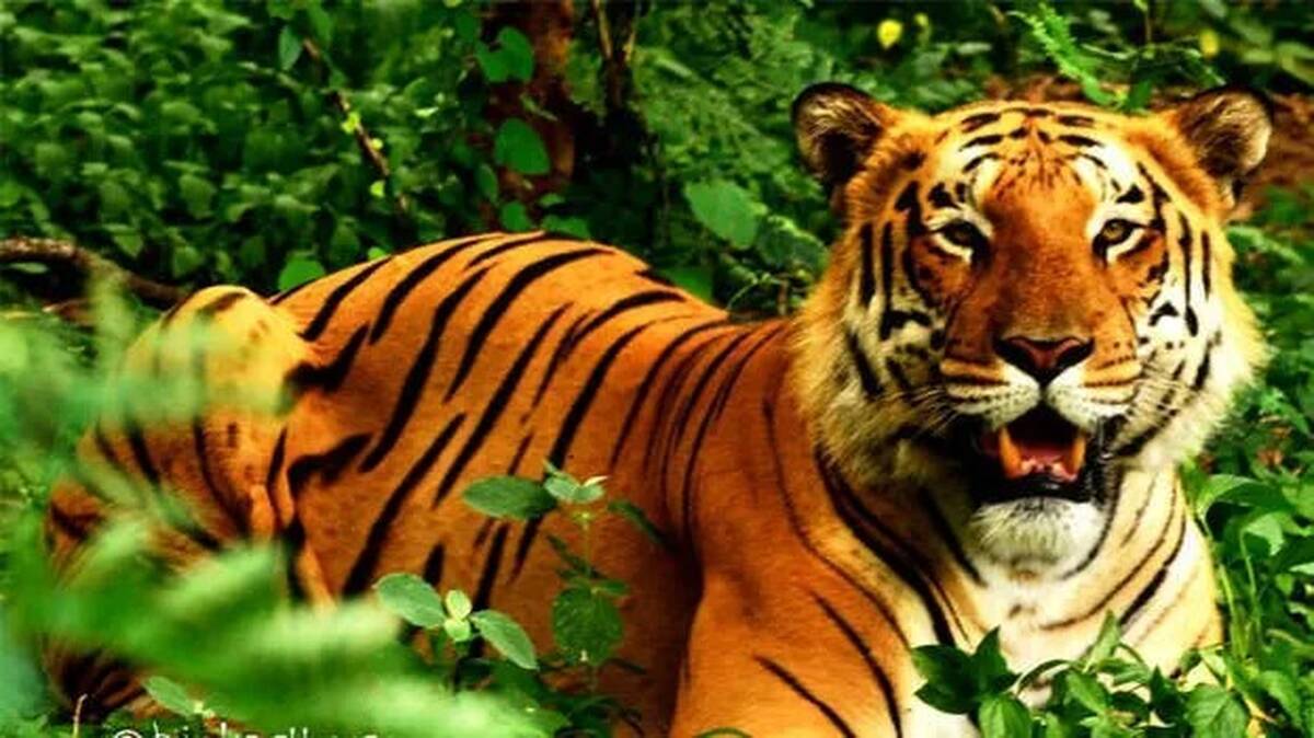 tiger