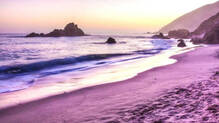 violet-jellyfish-kovalam