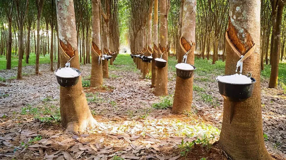 rubber-plantation