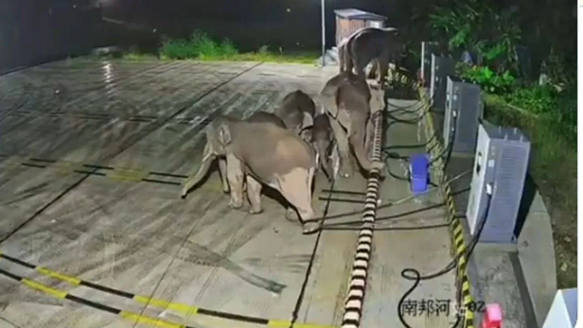 elephant-video