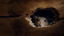 rat