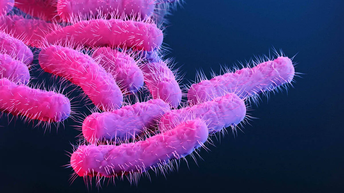 shigella