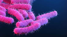 shigella-kottayam