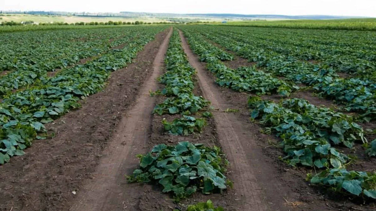 cucumber-farming