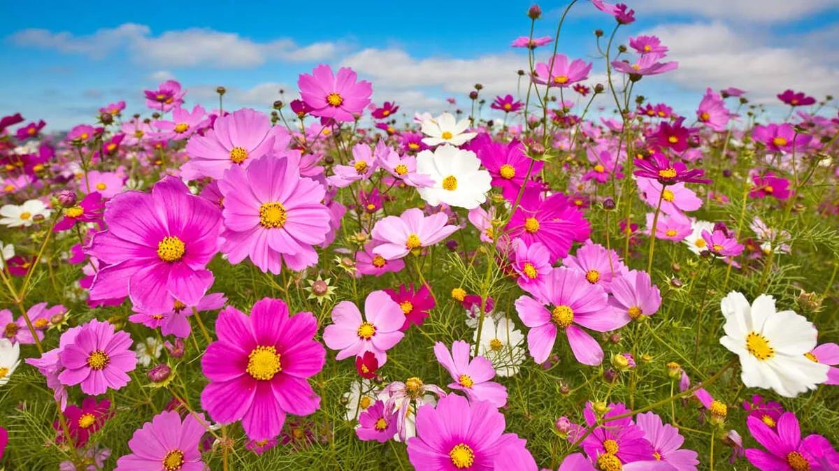 cosmos