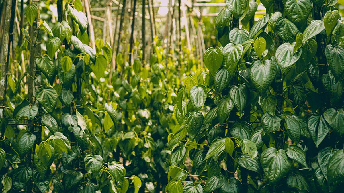 beal-leaf-
