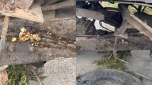 ksrtc-bus-egg-attack-accident