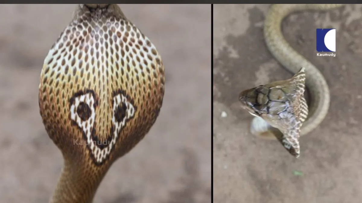 snake-