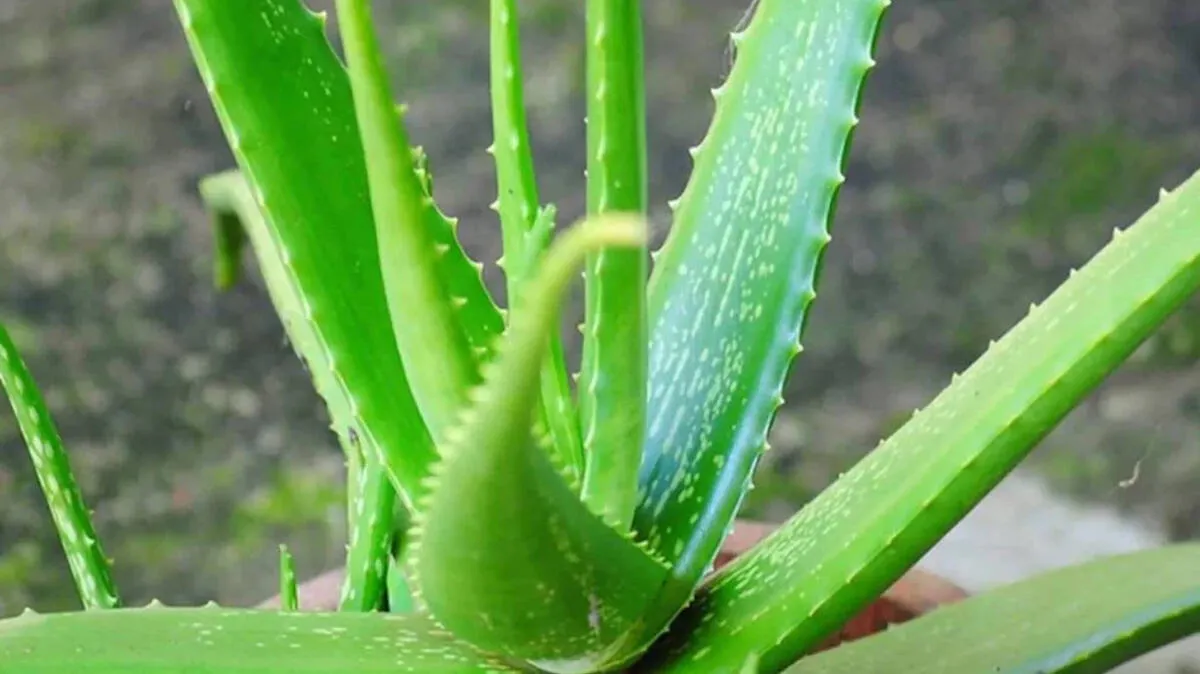 aloe-vera