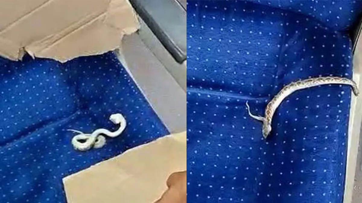 dead-snake