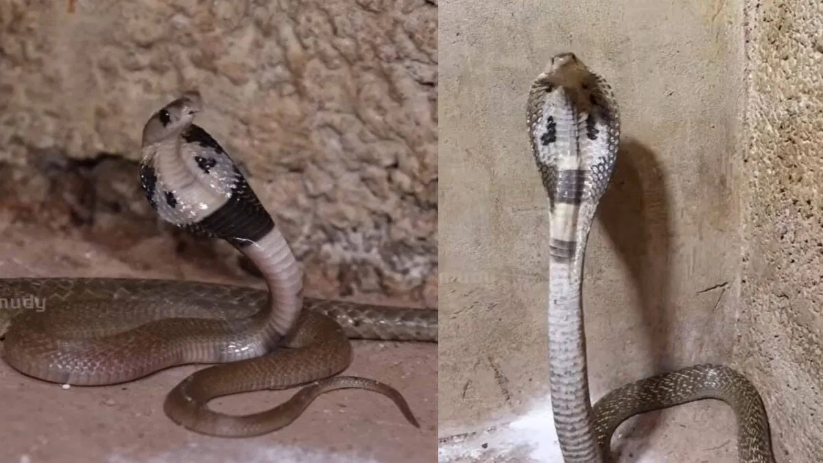 -snakemaster