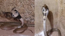 kaumudy-tv-snake-master-latest-episode