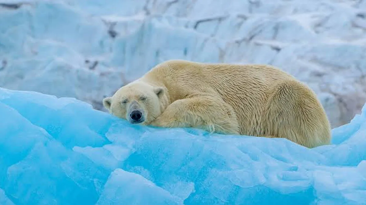 polar-bear-sleeping