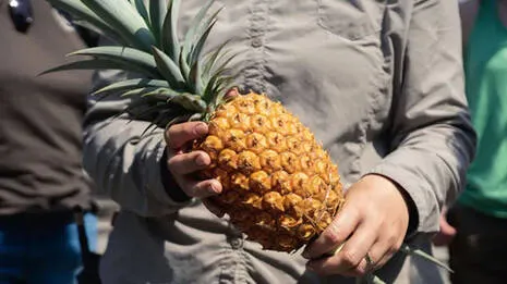 heligan-pineapple.1.3980376