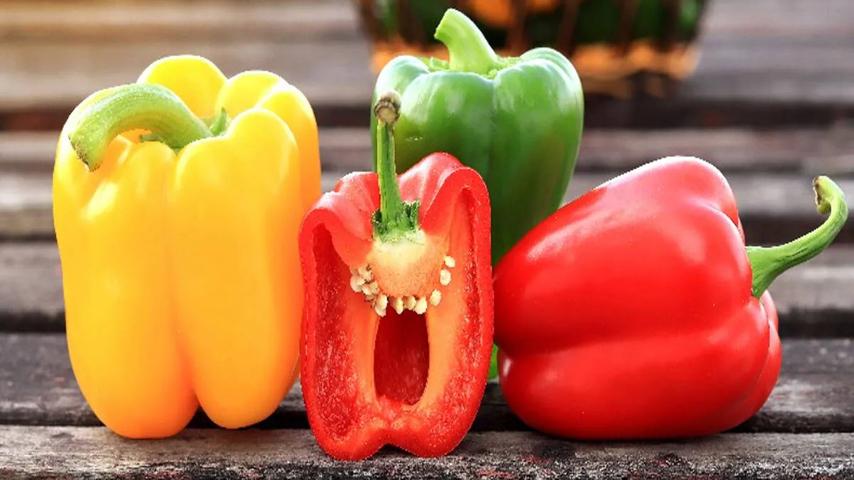 capsicum