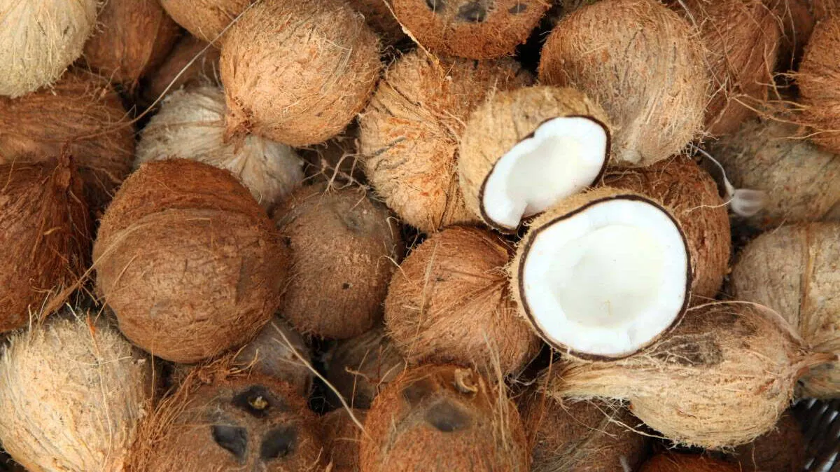 coconut