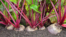 beetroot