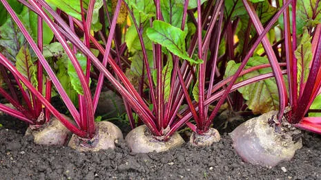 beetroot.1.3985333