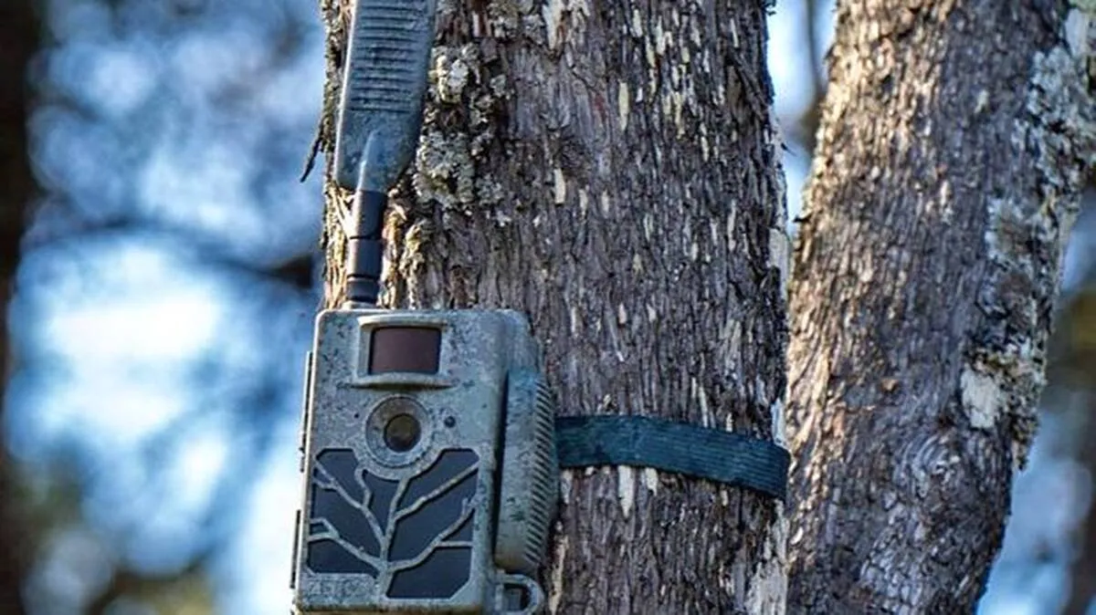 camera-trap