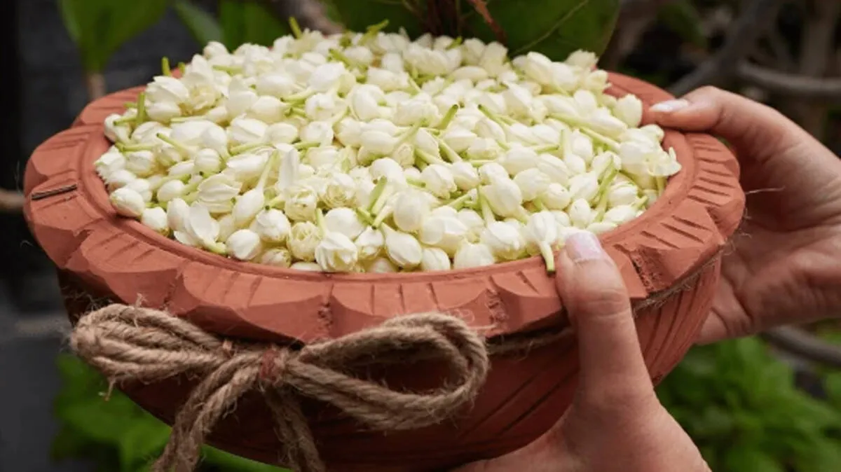 jasmine