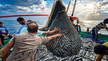 fisheries-department-sea-fish-inspection