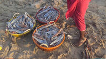vizhinjam-export-50000-tonnes