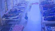 jewellery-missing-from-mandsaur-hospital-cctv-reveals-dog-carried-bag-away