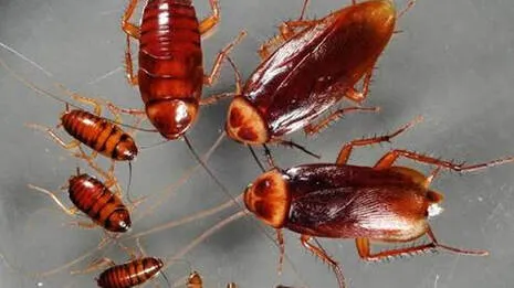 pest-home-remedy-.1.3995135