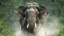 idukki-pooppara-thalakkulam-estate-wild-elephant-attack-62-year-old-worker-killed