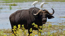 bihar-police-dna-test-buffalo-ownership-dispute-gaya