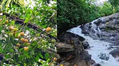 pulikkathadam-village.1.3995347
