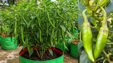 chilly-plant.1.3995644