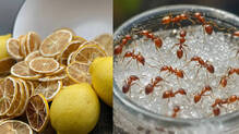 lemon