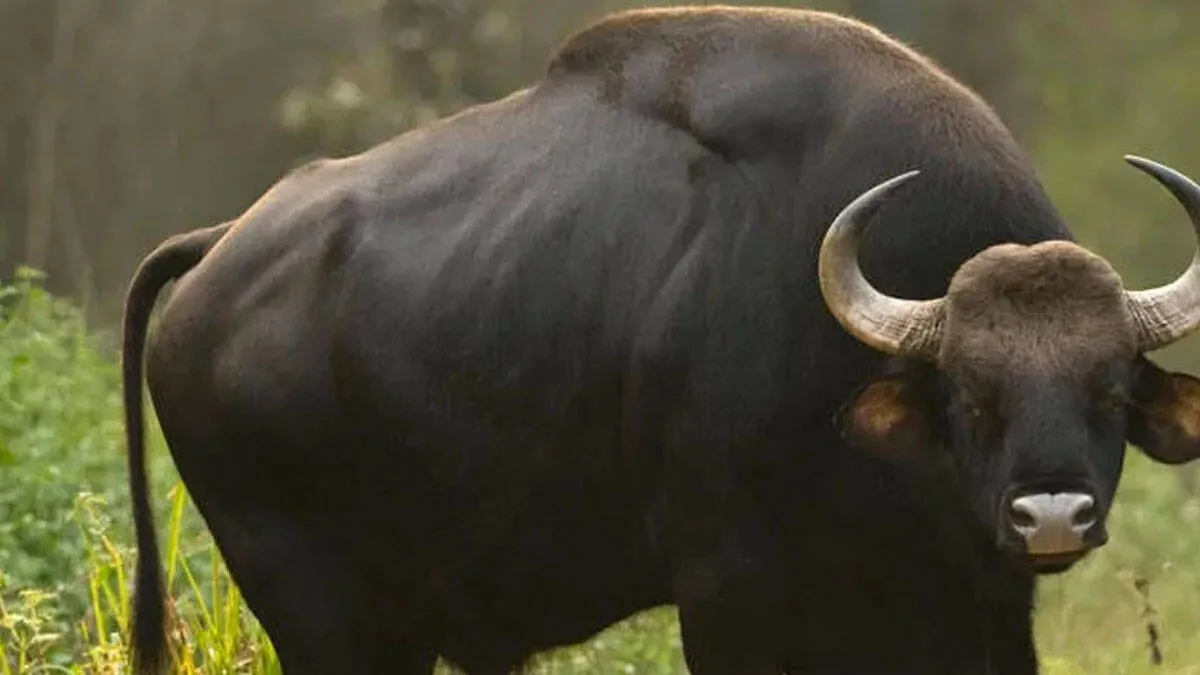 wild-gaur