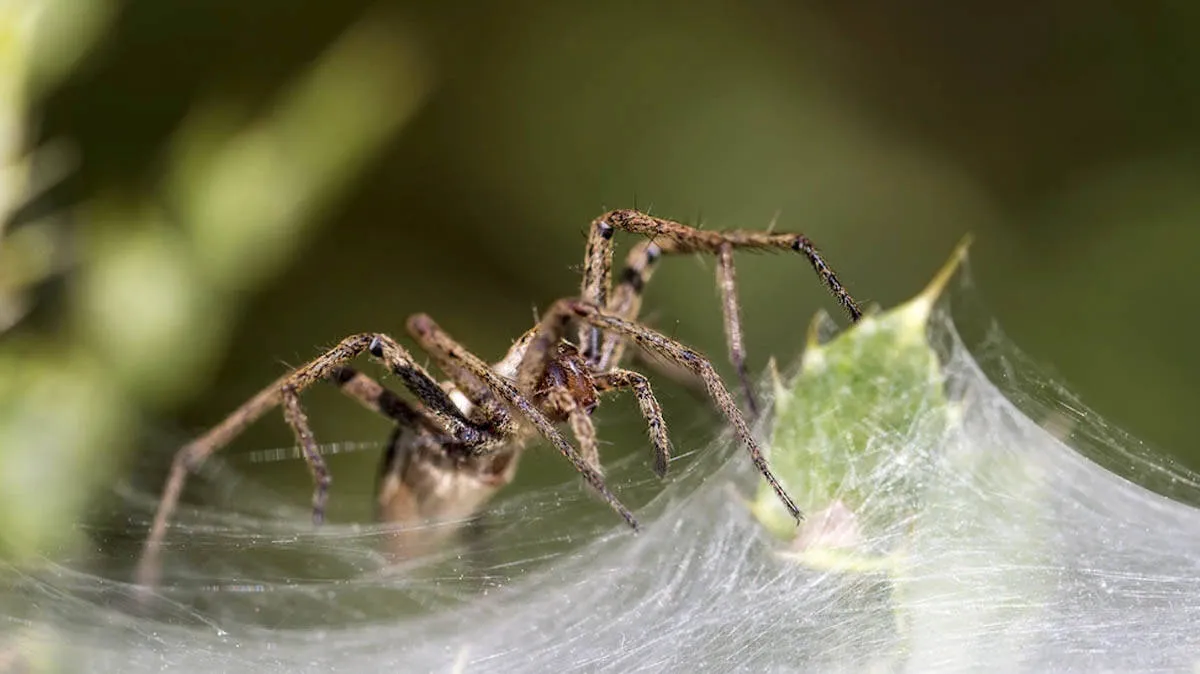 spider