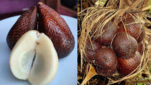 salak-fruit