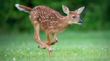 deer-blood-in-wound-39-year-old-rare-disease-tularemia