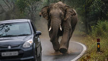 elephant-attack-