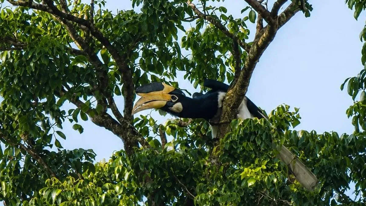bird
