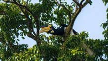 malabar-pied-hornbill-rare-guest