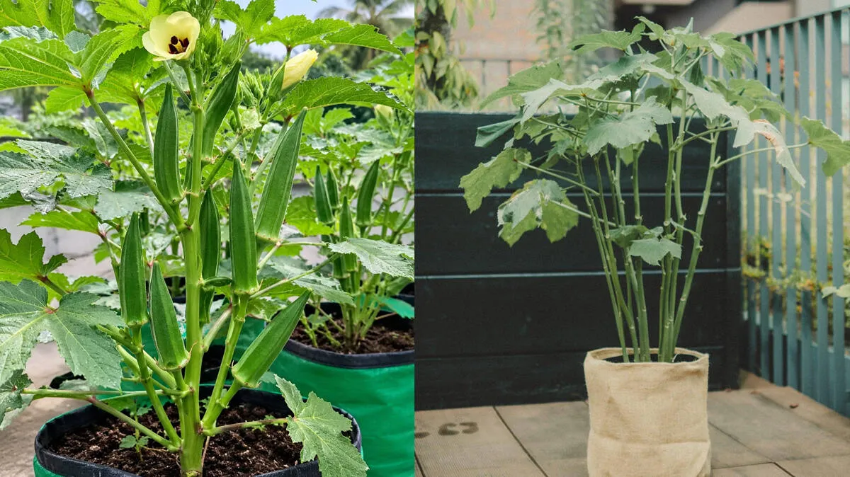 okra-farming-
