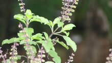 tulsi