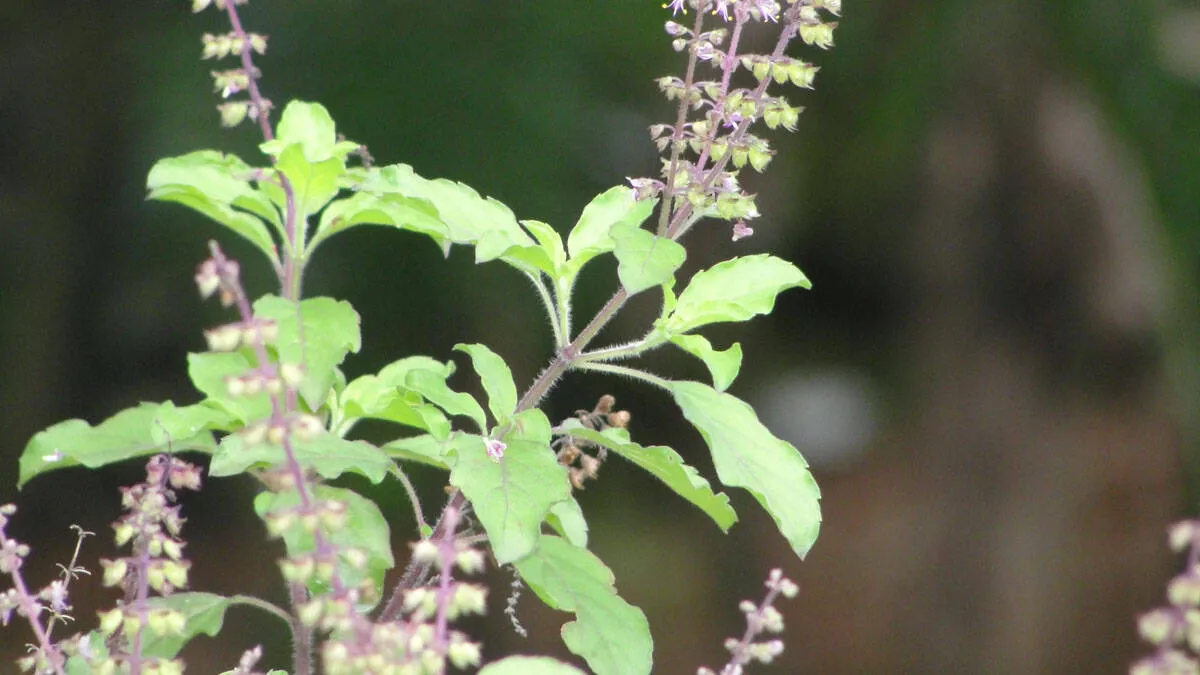 tulsi
