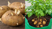 sprouted-potato-