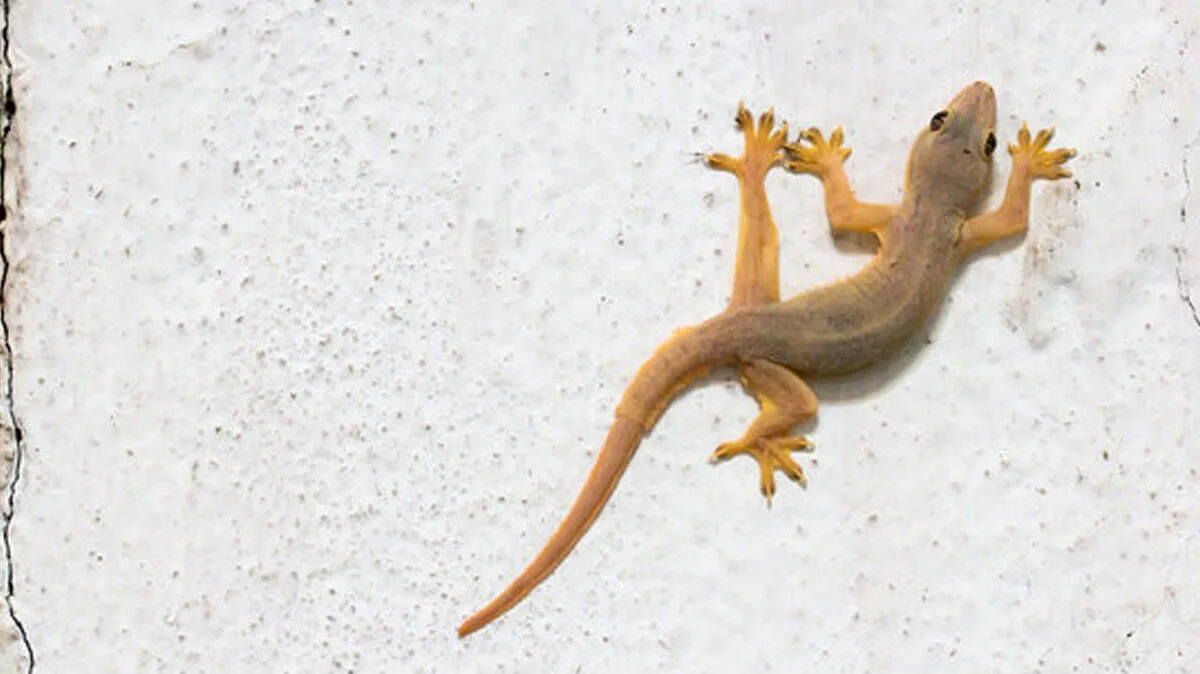 lizard