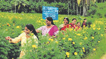 kudumbasree--onam-sales