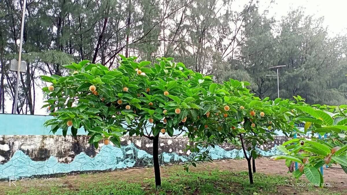 kadambumaram