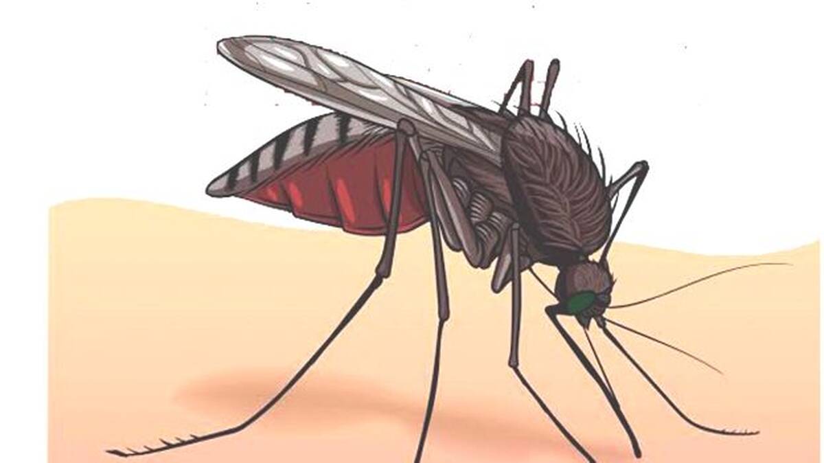 dengue